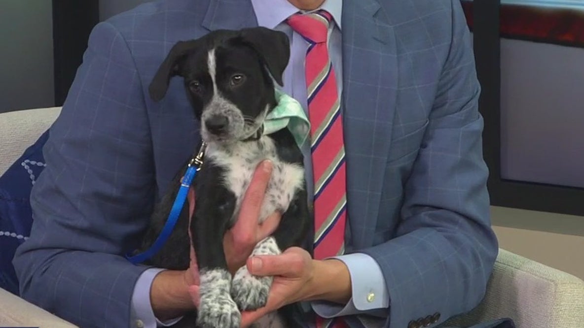 Meet Sutton, our FOX 13 Pet of the Week